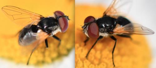 Réf. 258 334 : Elomya lateralis